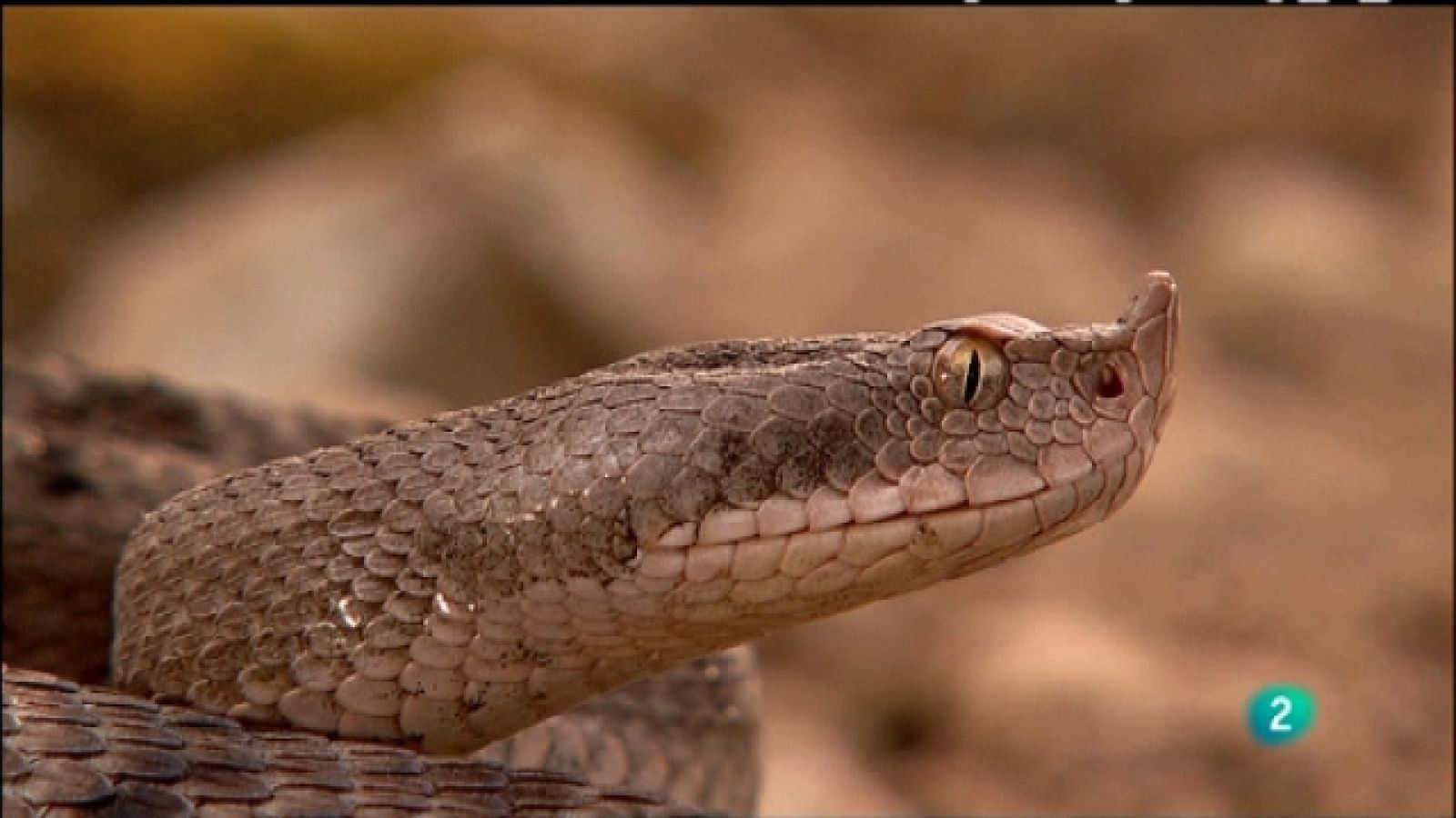 Biodiario - 21/03/11 - Biodiario | Ver