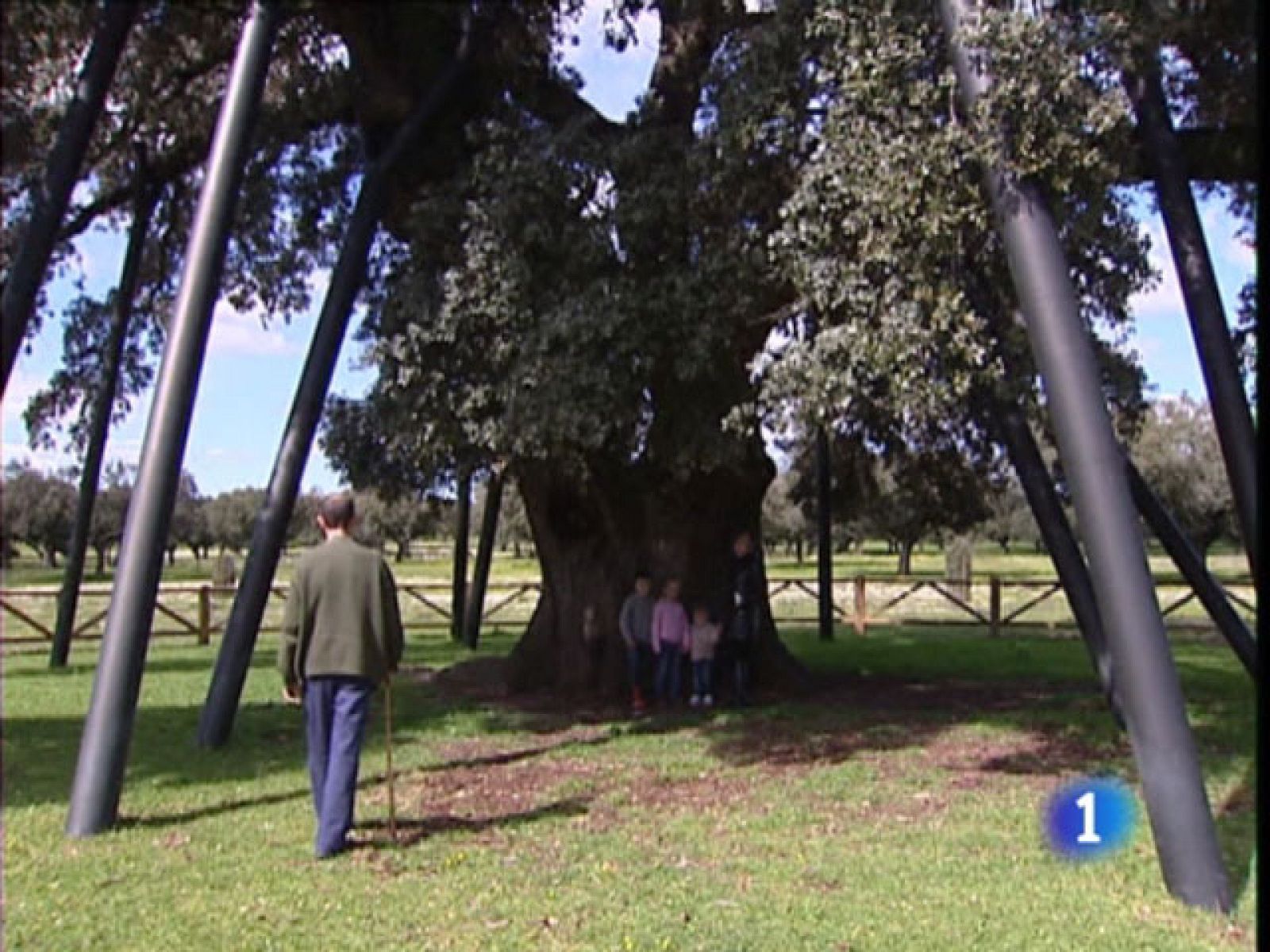 El observatorio de árboles singulares ha propuesto a los ayuntamientos la protección de los ejemplares