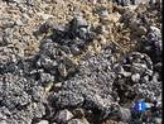 Telediario 1 - Robo de un tramo de carretera