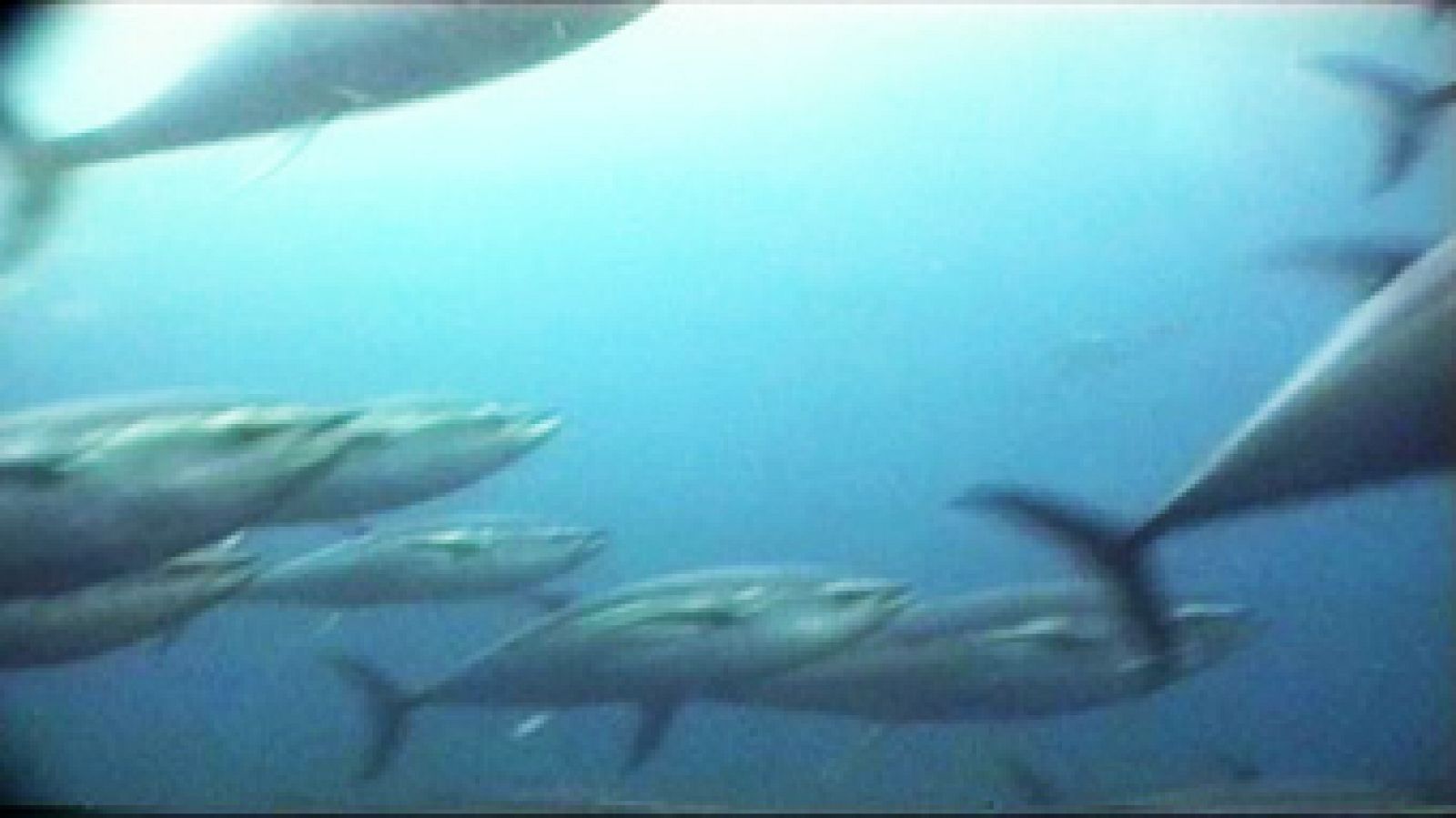 ¿Podemos fiarnos de lo que comemos? - El escarabajo verde | Ver