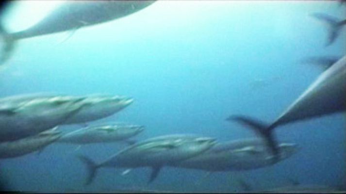 El escarabajo verde - Mercurio en mi pescado