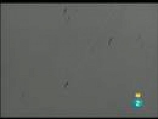 Días de cine - Días de cine: 'Guest'