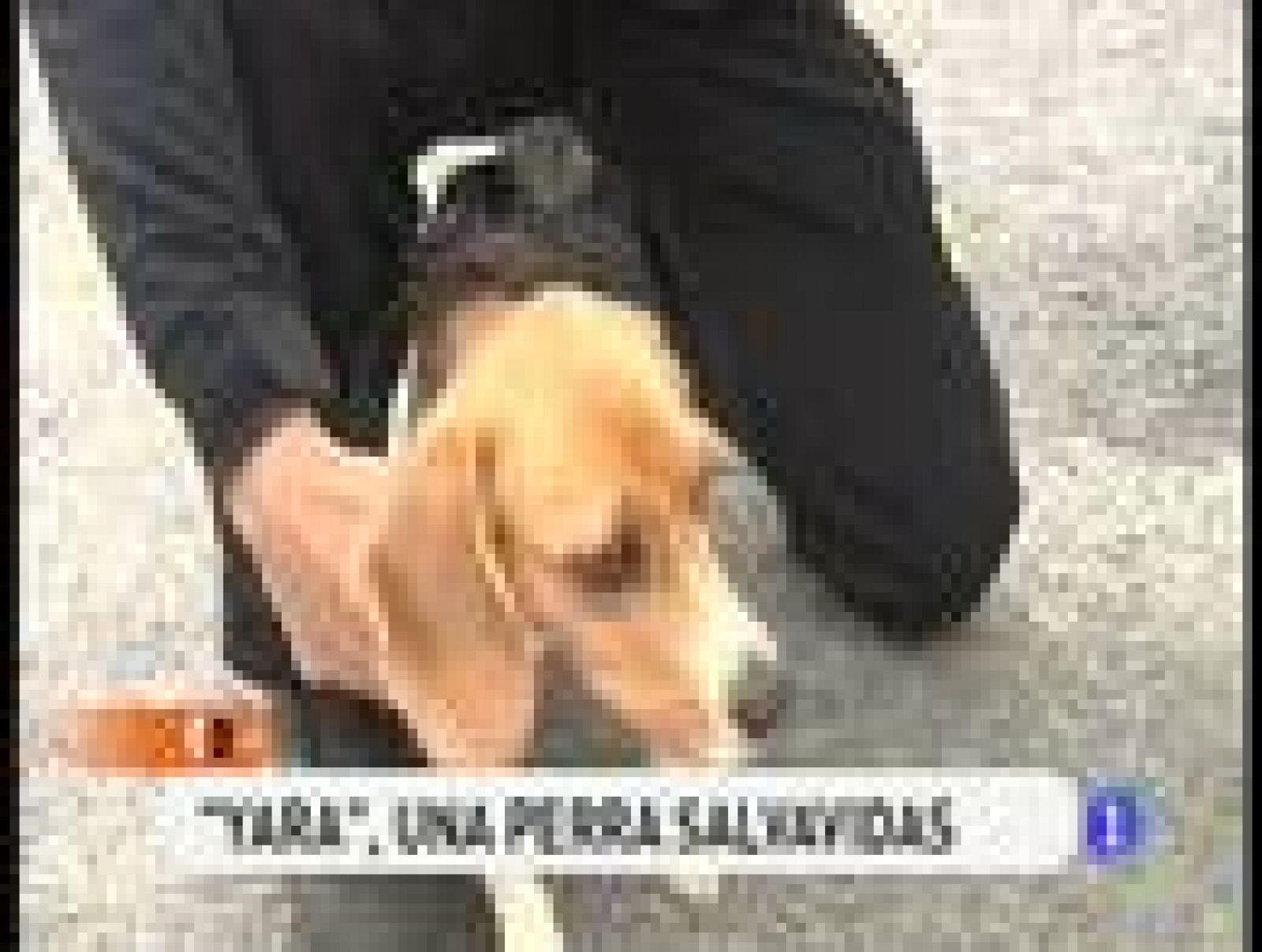 España Directo: Yara, la perra salvavidas | RTVE Play