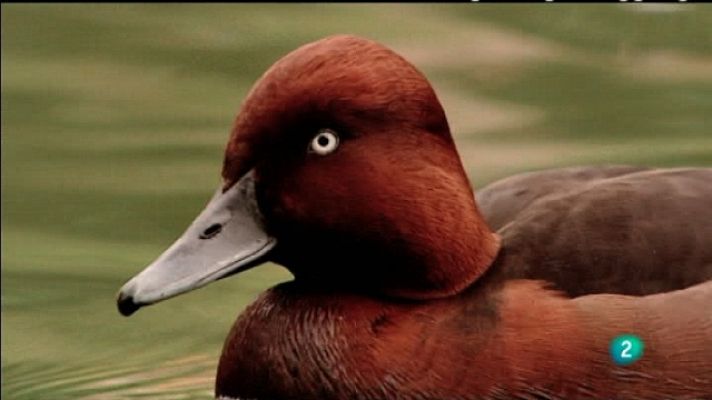 Biodiario - Biodiario - 25/03/11