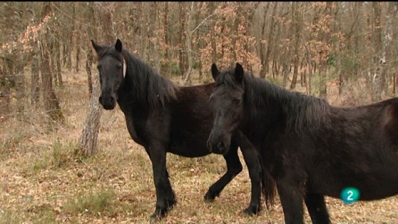 El escarabajo verde - Un caballo llamado Losino