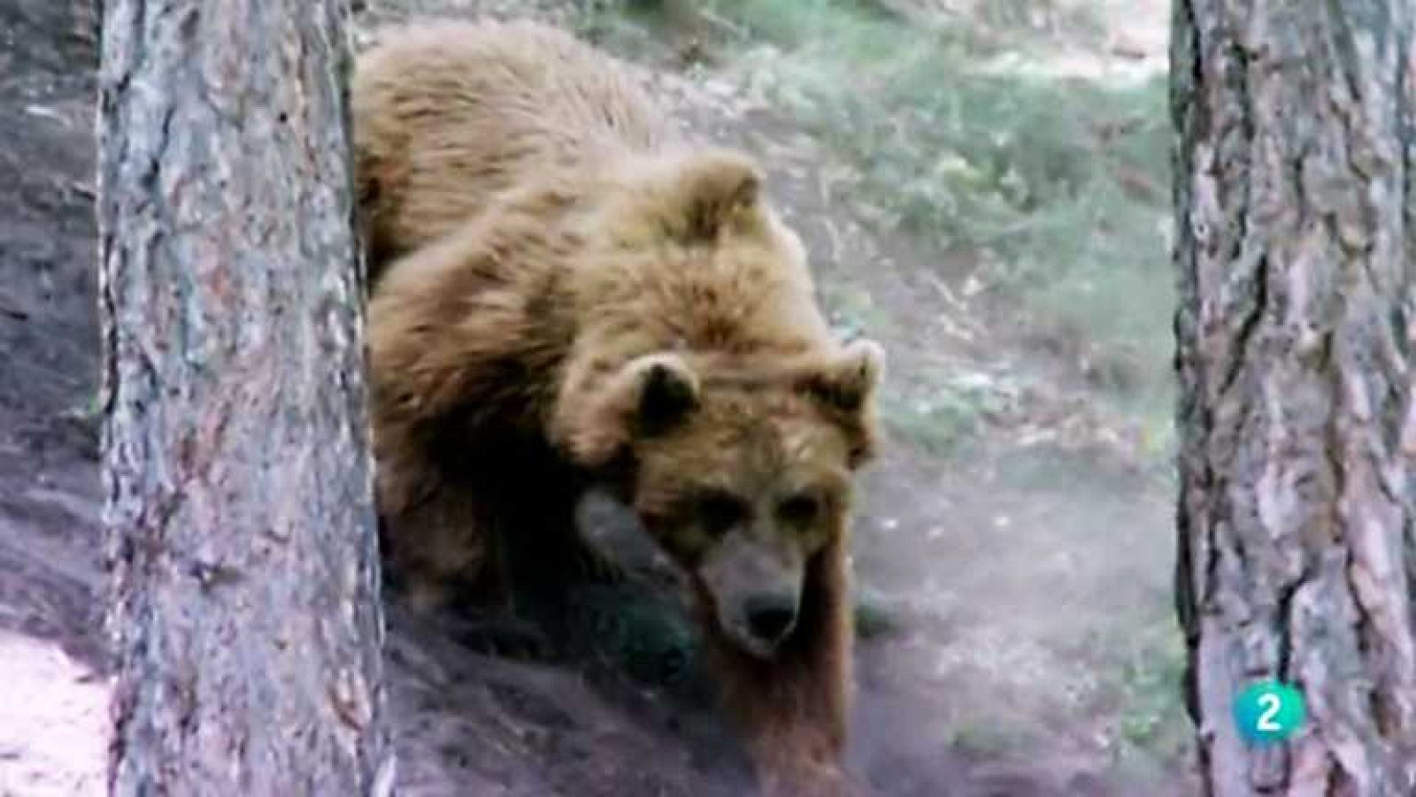 Naturalmente - El hábitat del oso pardo - ver ahora