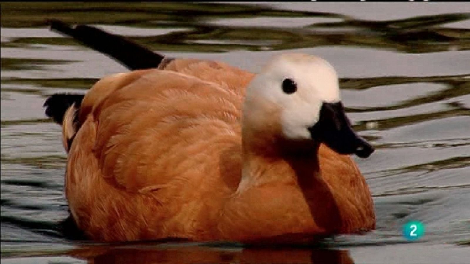 Biodiario - 27/03/11 - Biodiario | Ver