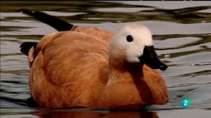 Biodiario - Biodiario - 27/03/11