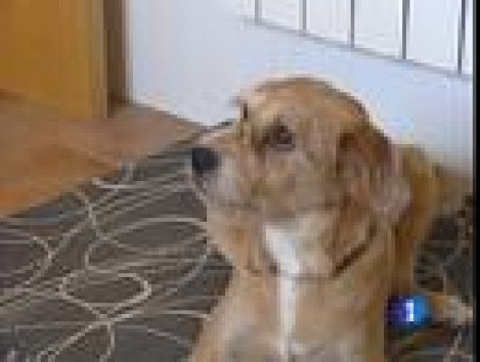 Telediario 1 - Lazarillos para personas sordas