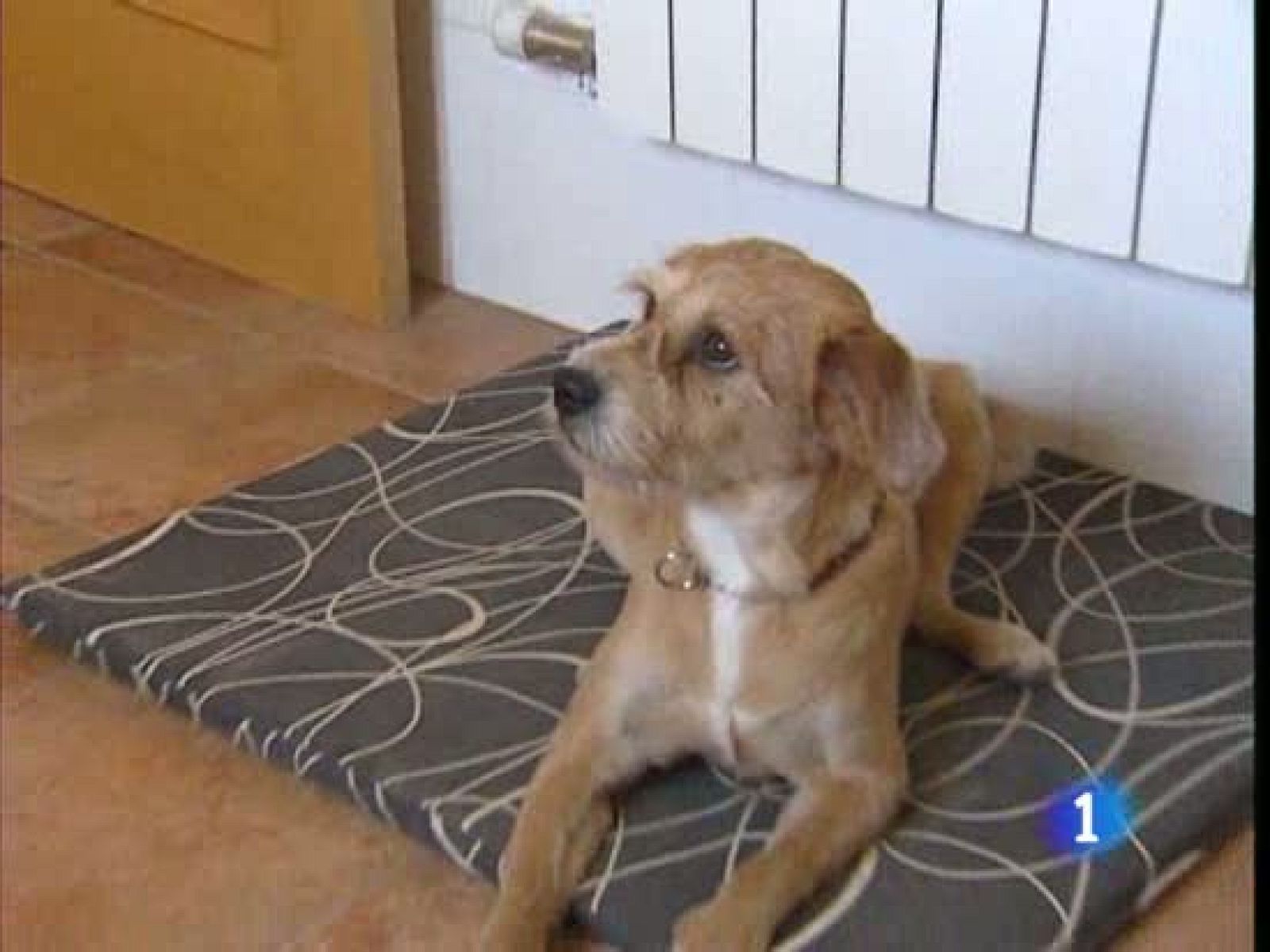 Los perros pueden ser de gran ayuda para las personas sordas