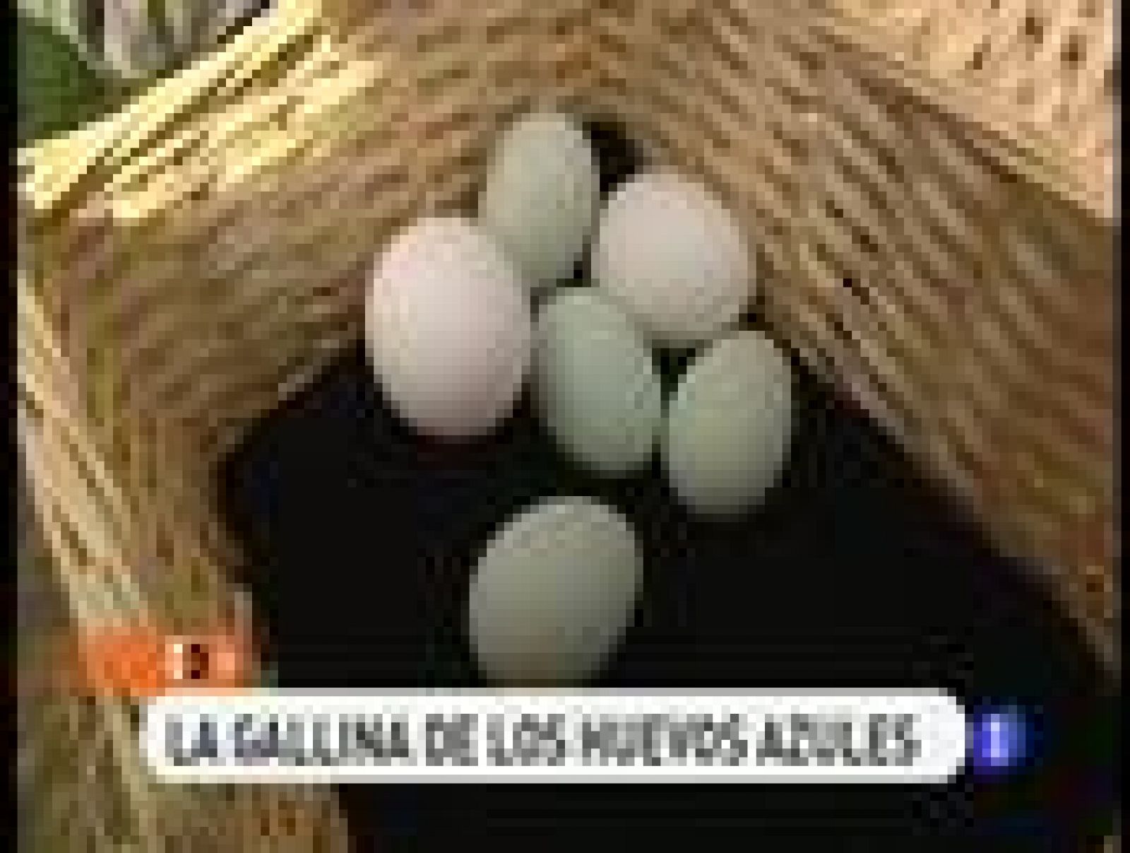 España Directo - La gallina de los huevos azules