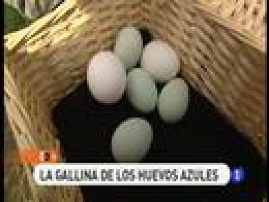 La gallina de los huevos azules