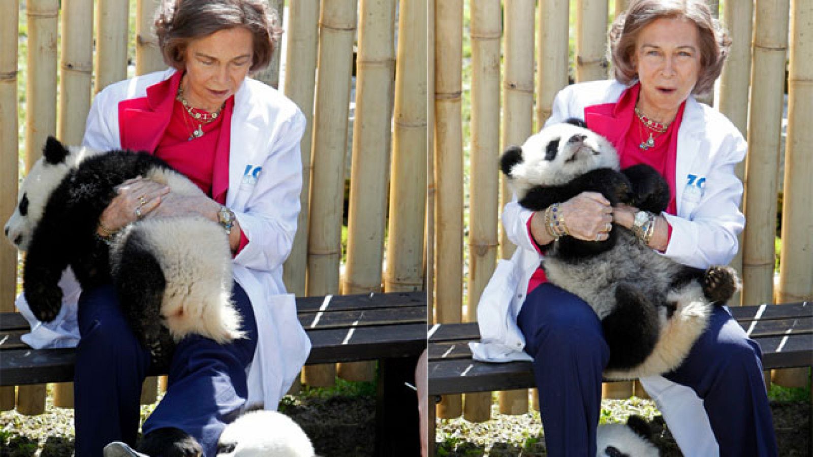 La primera vez en el exterior de los pandas madrileños