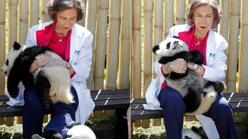 La primera vez en el exterior de los pandas madrileños