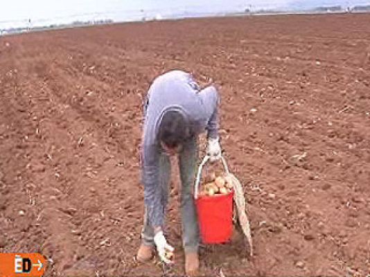 España Directo - Rebuscadores de patatas