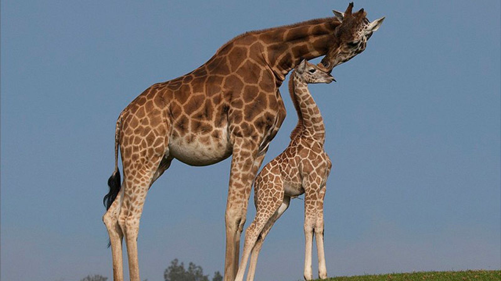 On Off: ¡Vaya par de gemelos! - On Off | Ver