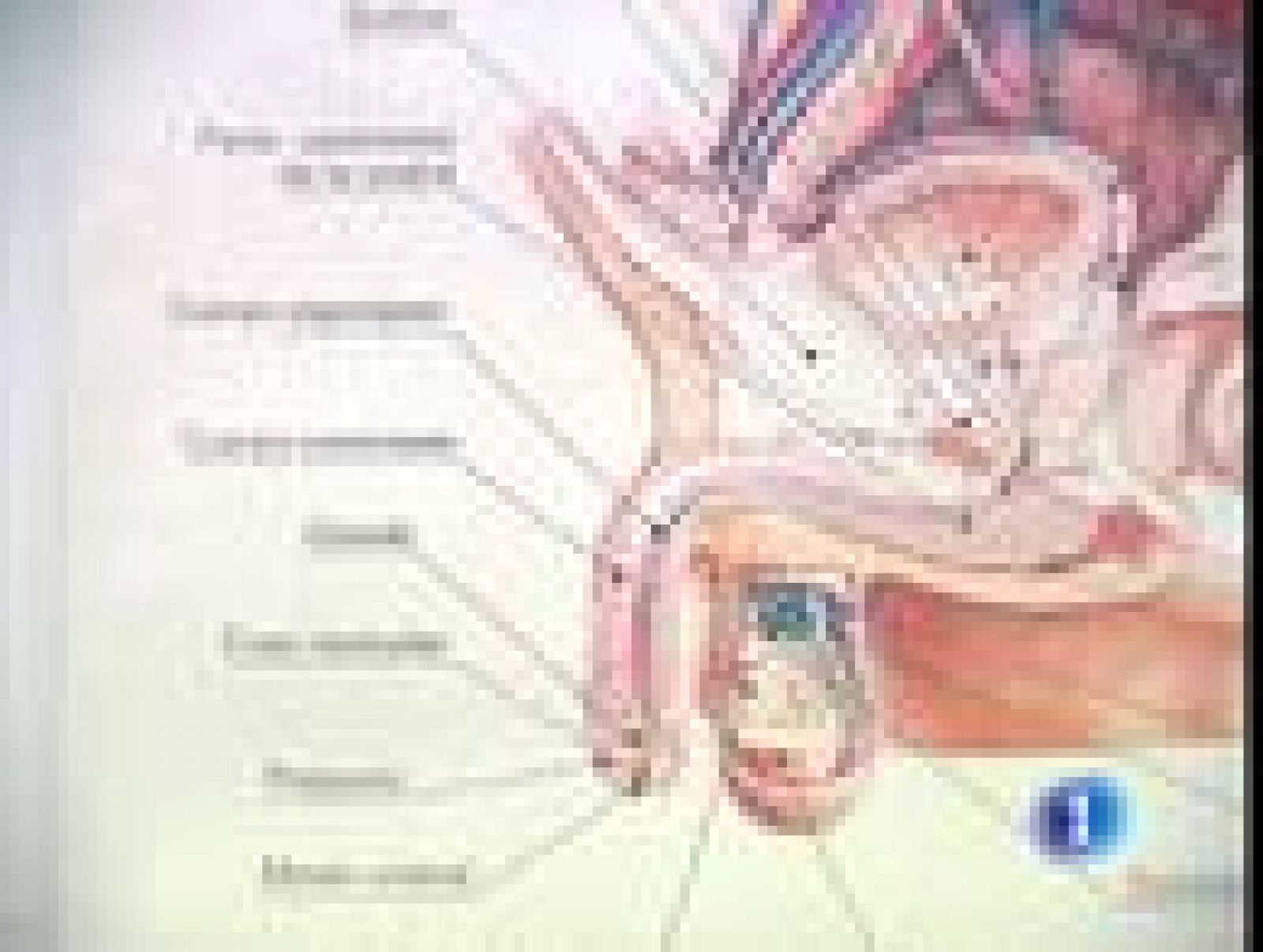 En España, cuatro de cada 10 hombres mayores de 40 años sufre disfunción eréctil