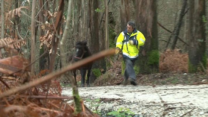 En familia - Más que mascotas - Animales acogido