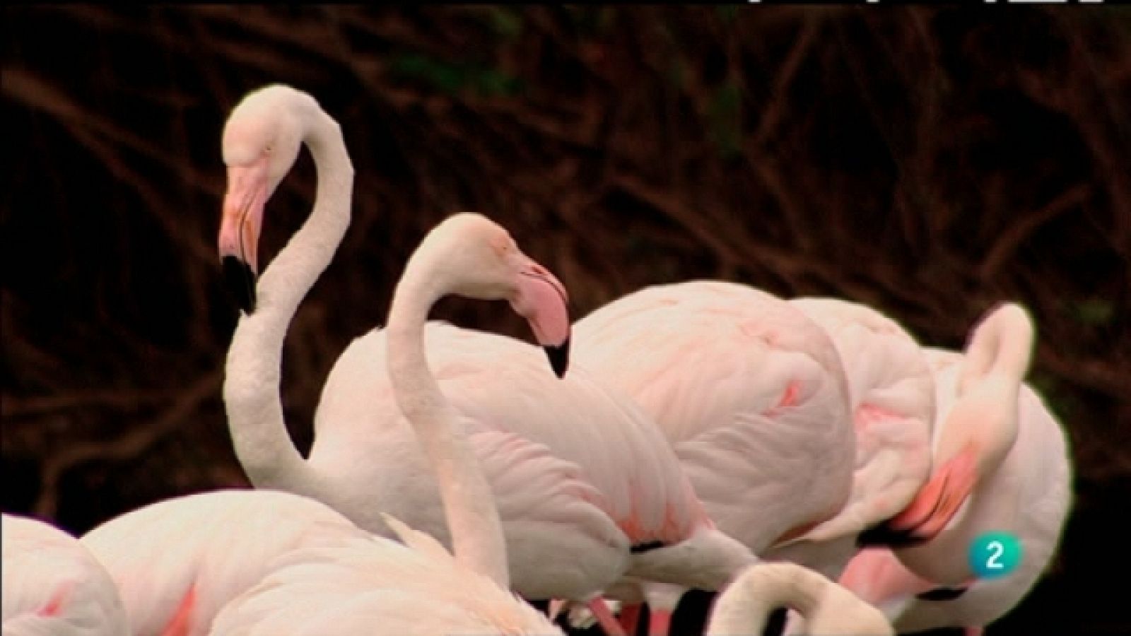 Biodiario - 31/03/11 - Biodiario | Ver