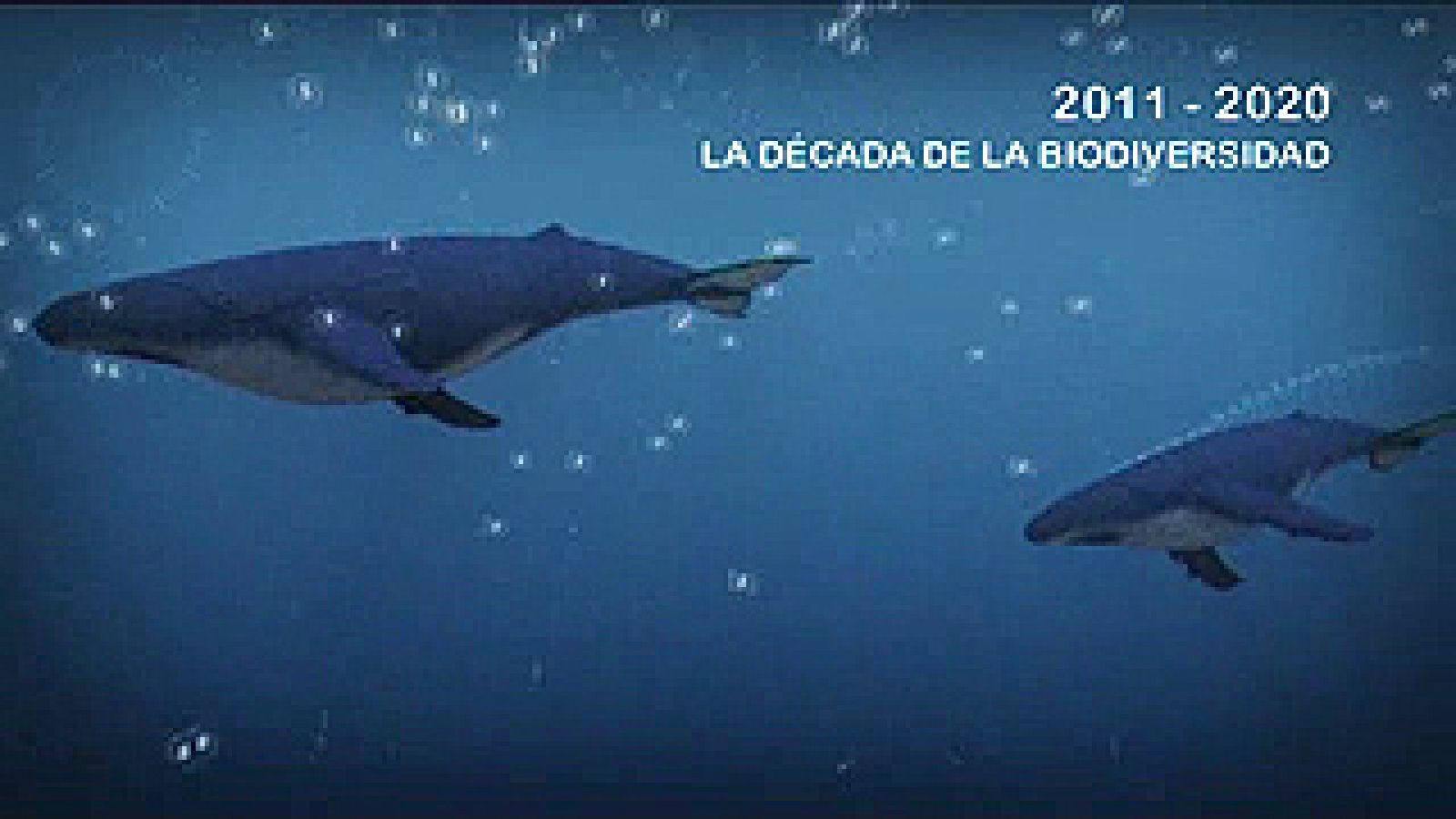 UNED - 2011-2020: La Década de la Biodiversidad - 01/04/11 | Ver