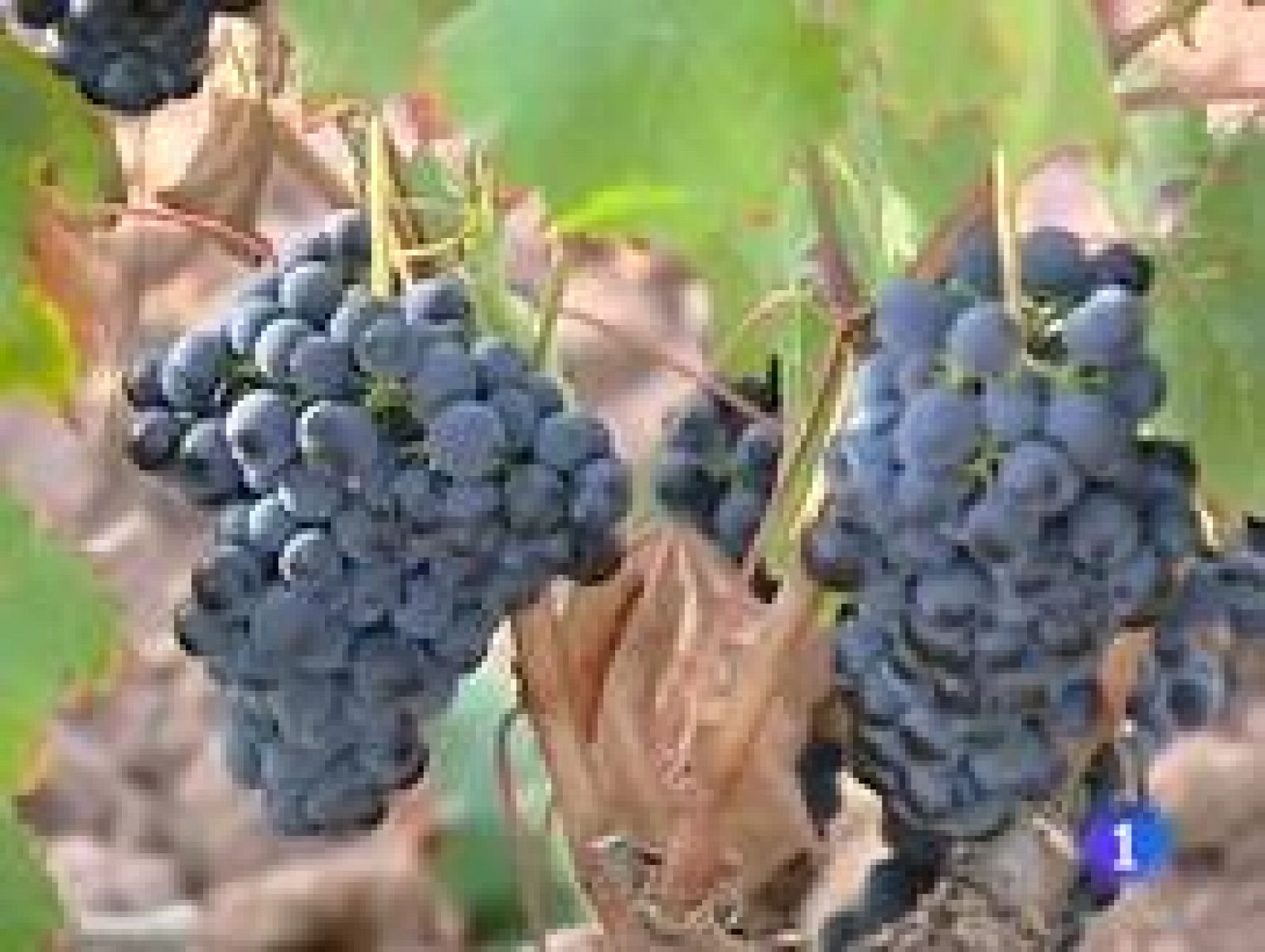 Telerioja en 2' - 01/04/11 | Ver