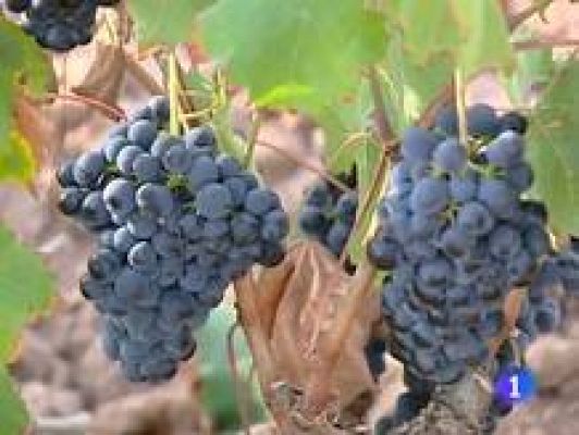 Informativo Telerioja - Informativo Telerioja - 01/04/11