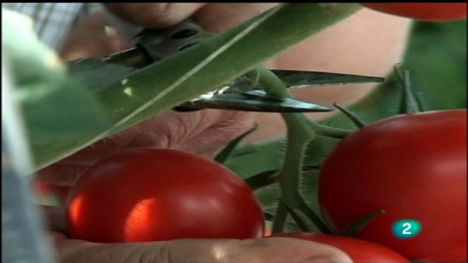 La noche temática -  Alimentación: mercado global - El carro de la compra de la profesora Regan  - 02/04/11 - Ver ahora