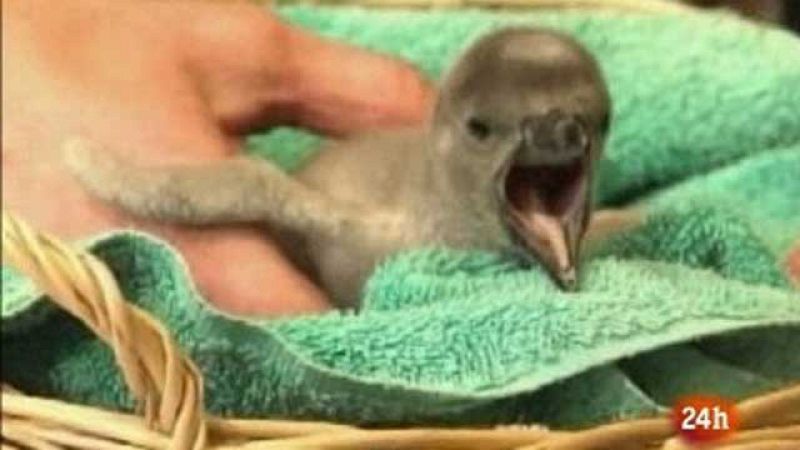 Nace un bebe de pingüíno Humboldt en un zoo de EE UU
