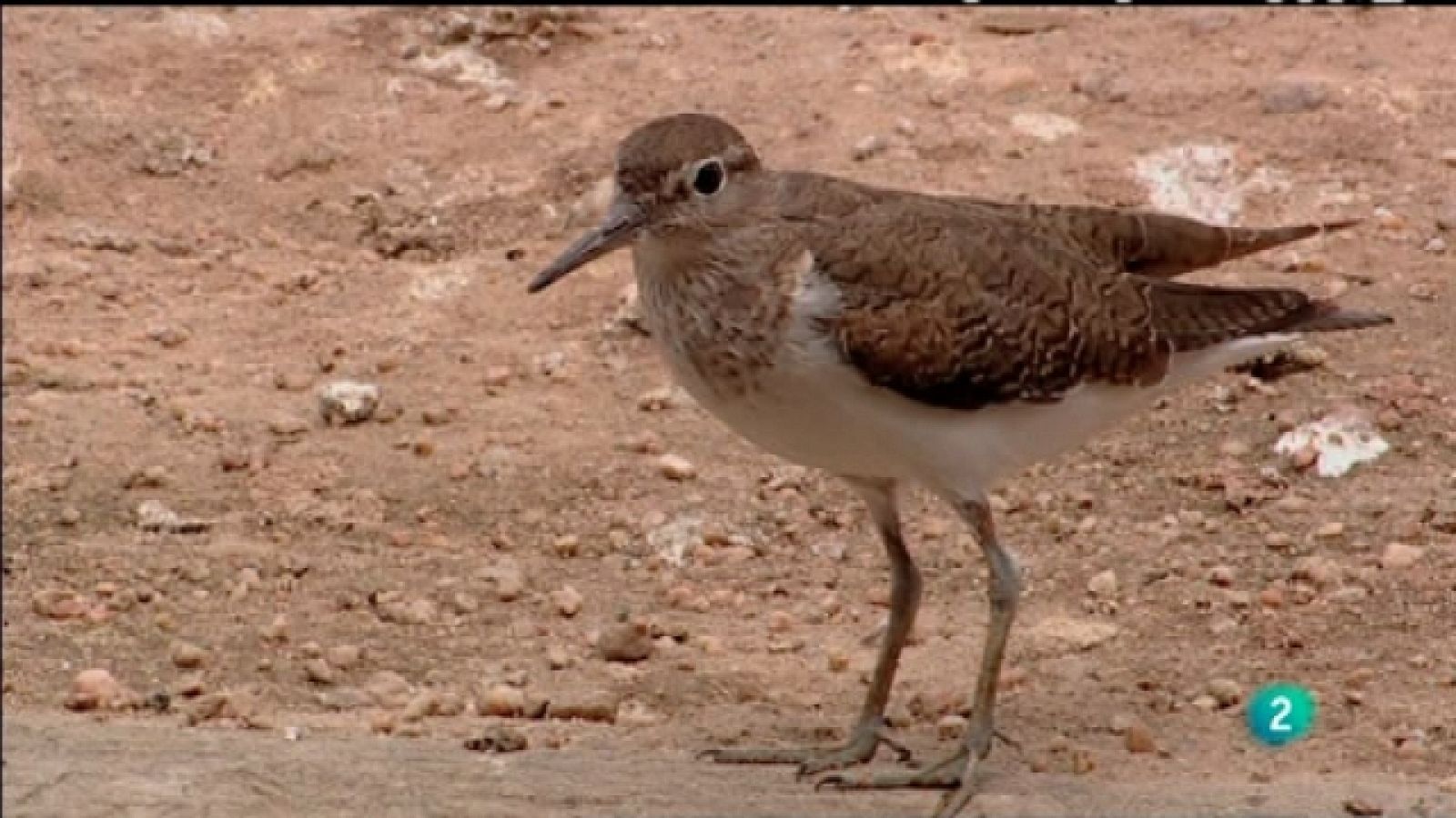 Biodiario - 03/04/11 - Ver ahora