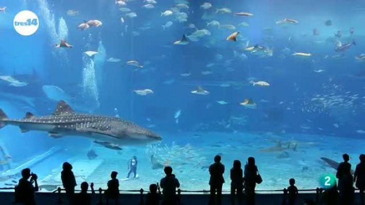 tres14 - presión en el fondo marino