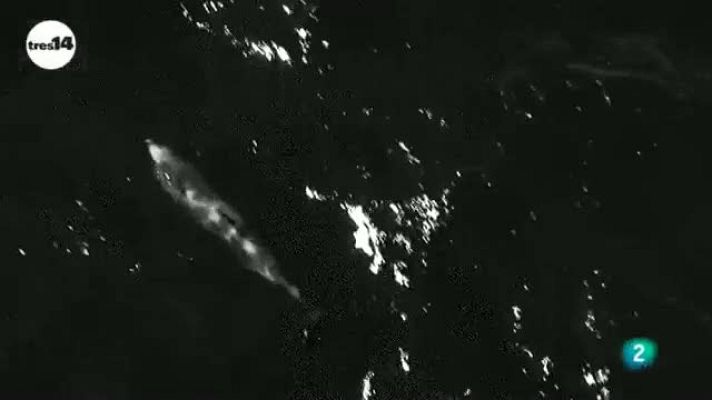 tres14 - ¿Los mamíferos ven los mismos color