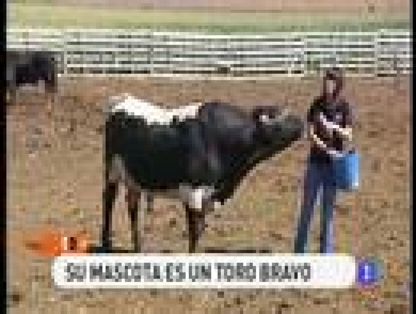 España Directo: Un toro por mascota | RTVE Play