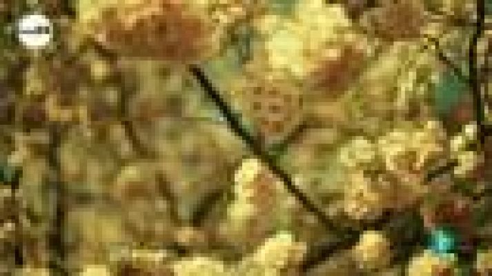 tres14 - ¿Vemos siempre igual los colores?