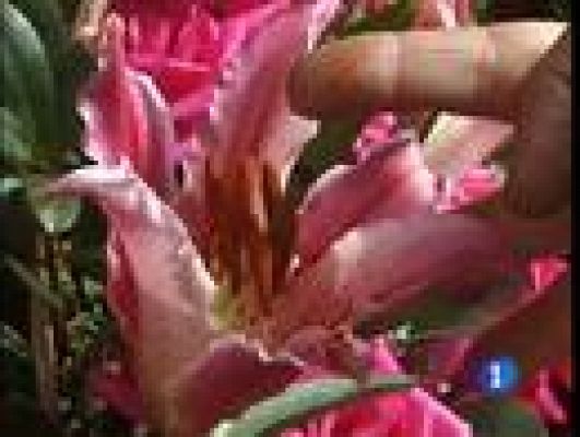 Telediario 1 - El 25% de los españoles, alérgicos