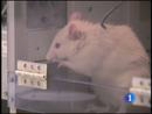 Telediario 1 - Vacunas para adicciones a drogas