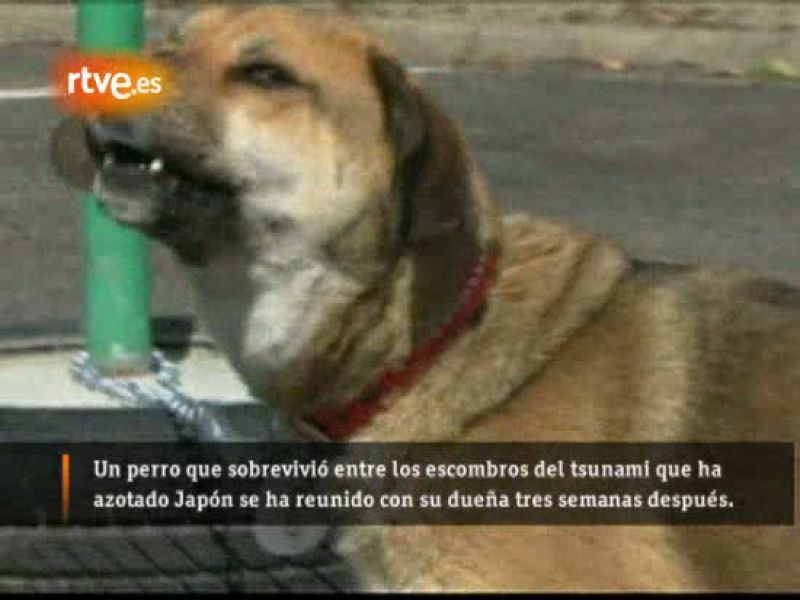 Ban, de color canela, es una perra que se ha reencontrado este lunes con su dueña