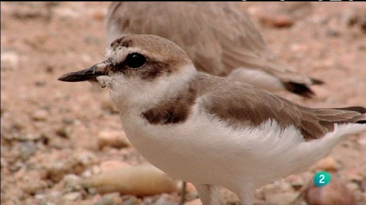 Biodiario - Biodiario - 05/04/11