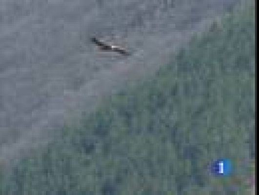 Telediario 1 - Ataques de buitres a rebaños