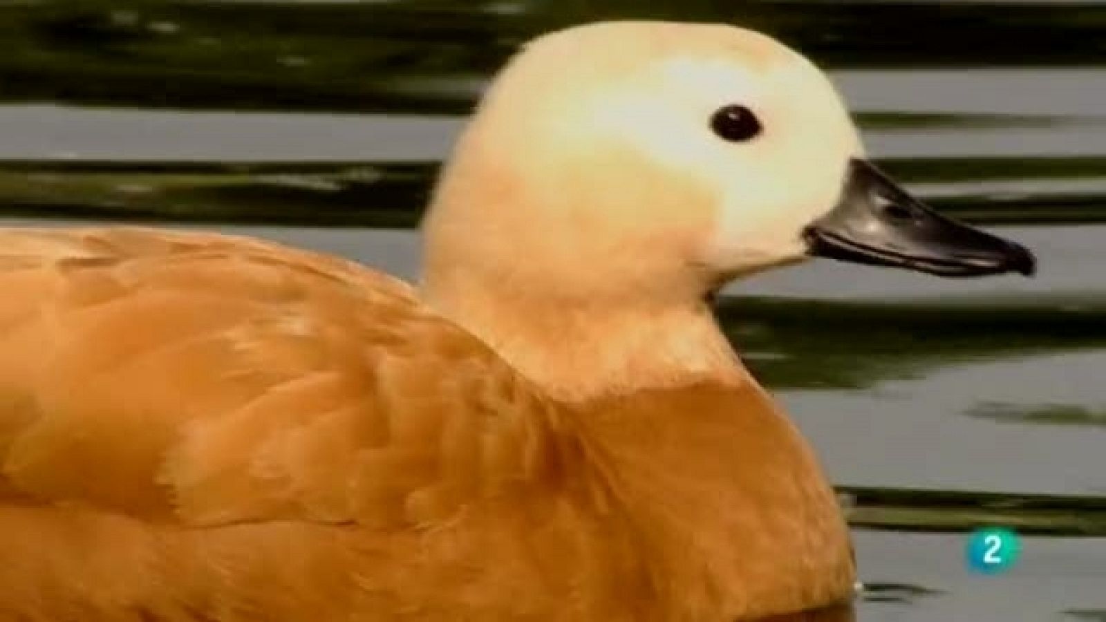 Biodiario - Tarro canelo, especie única en nuestros humedales - 07/04/11 - Ver ahora