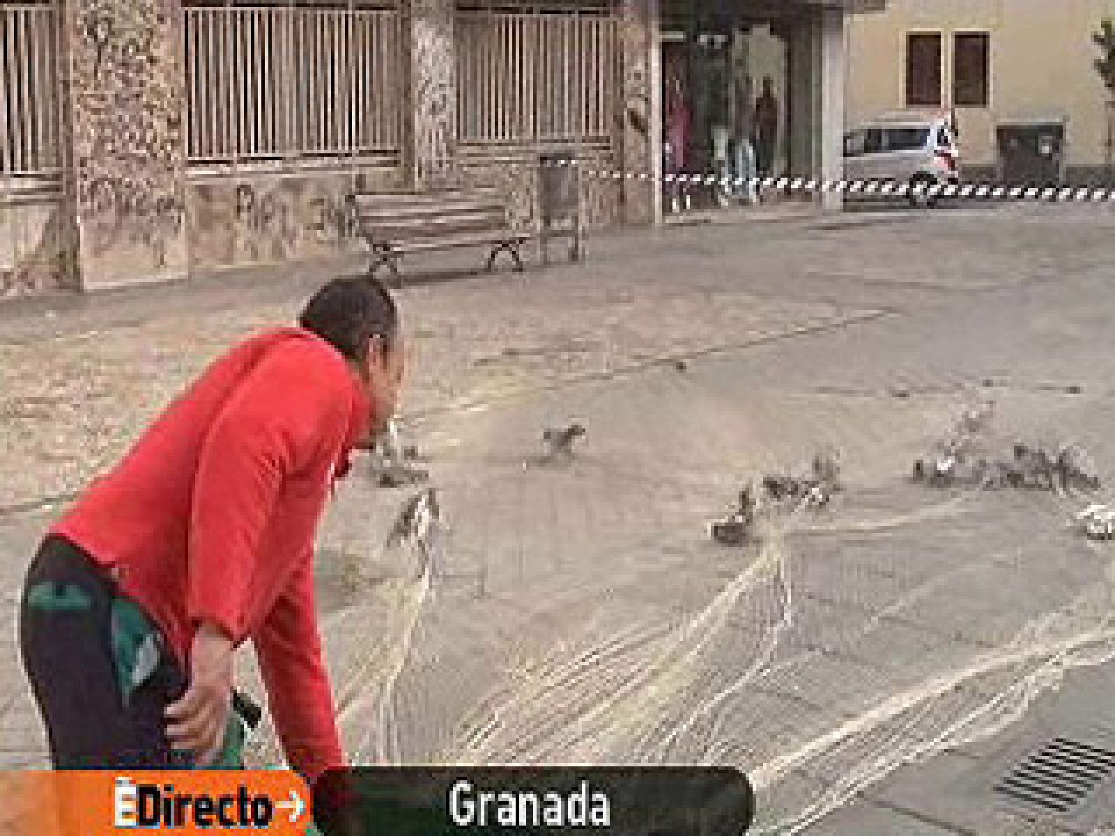 España Directo - Plaga de palomas