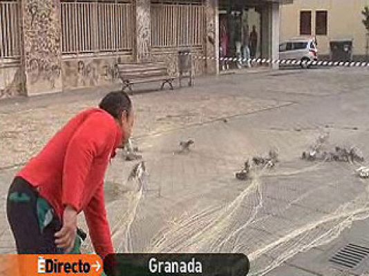 España Directo - Plaga de palomas