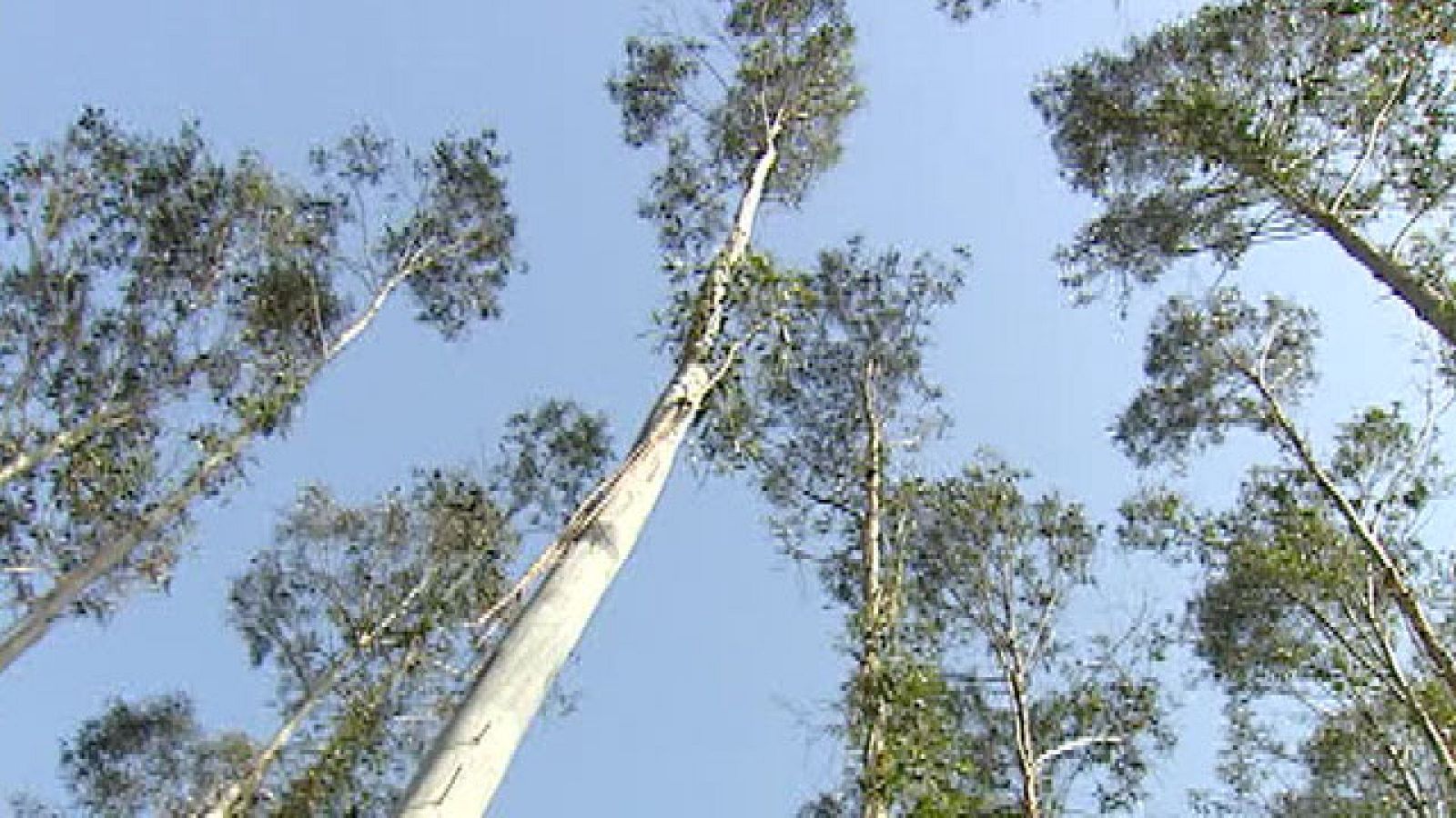 Greenpeace quiere que se limiten las plantaciones de eucalipto | Ver