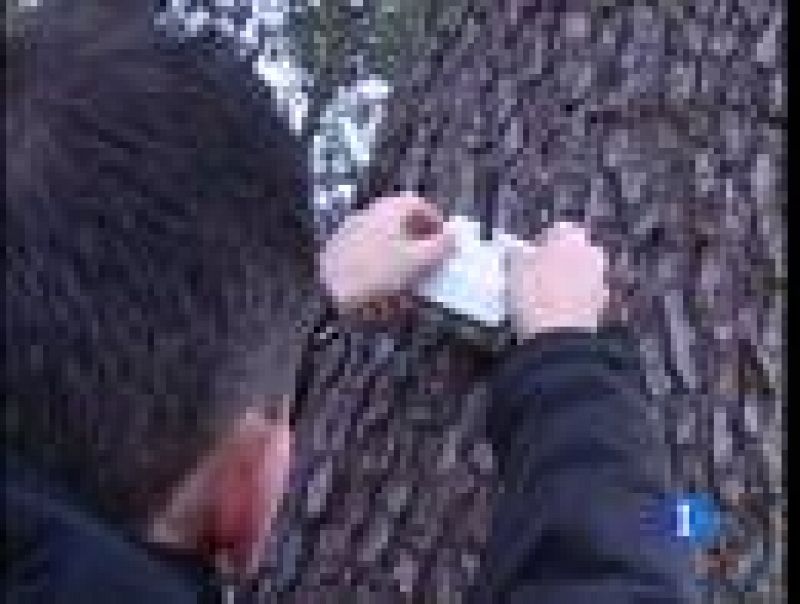 Sensores colocados en árboles podrían ayudar a prevenir los incendios forestales