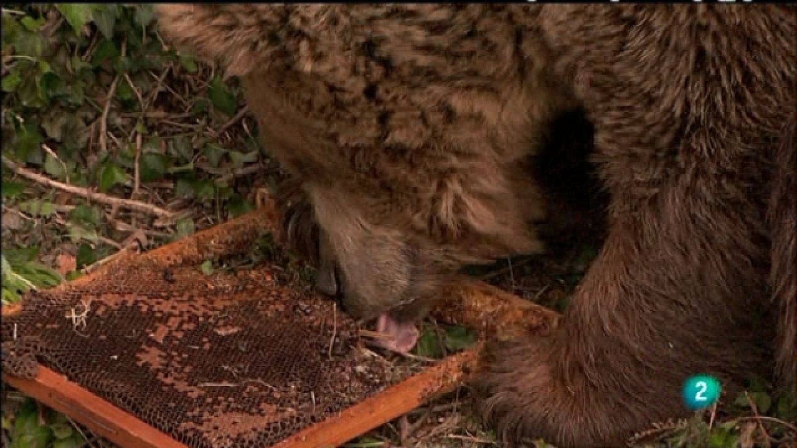 Biodiario - 11/04/11 - Ver ahora