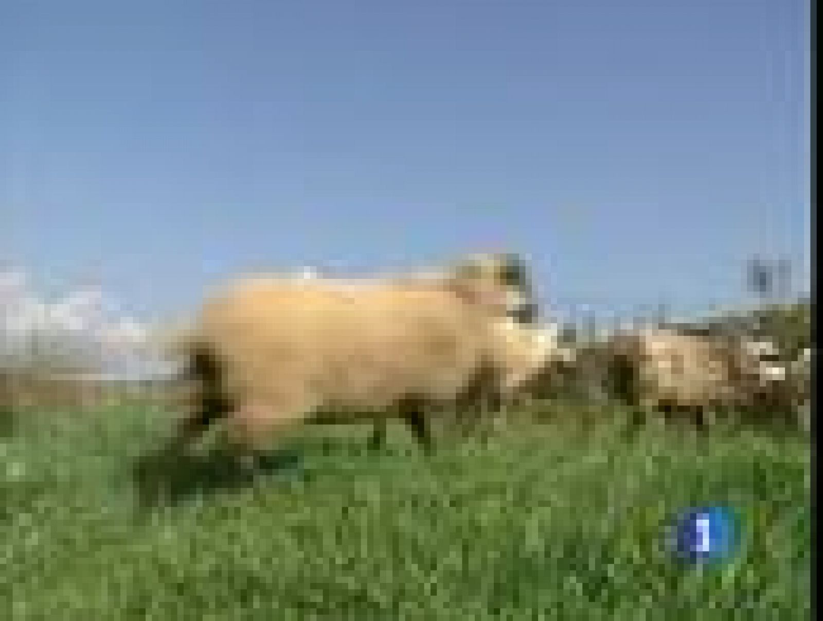 Los lobos vuelven a Catalunya | Ver