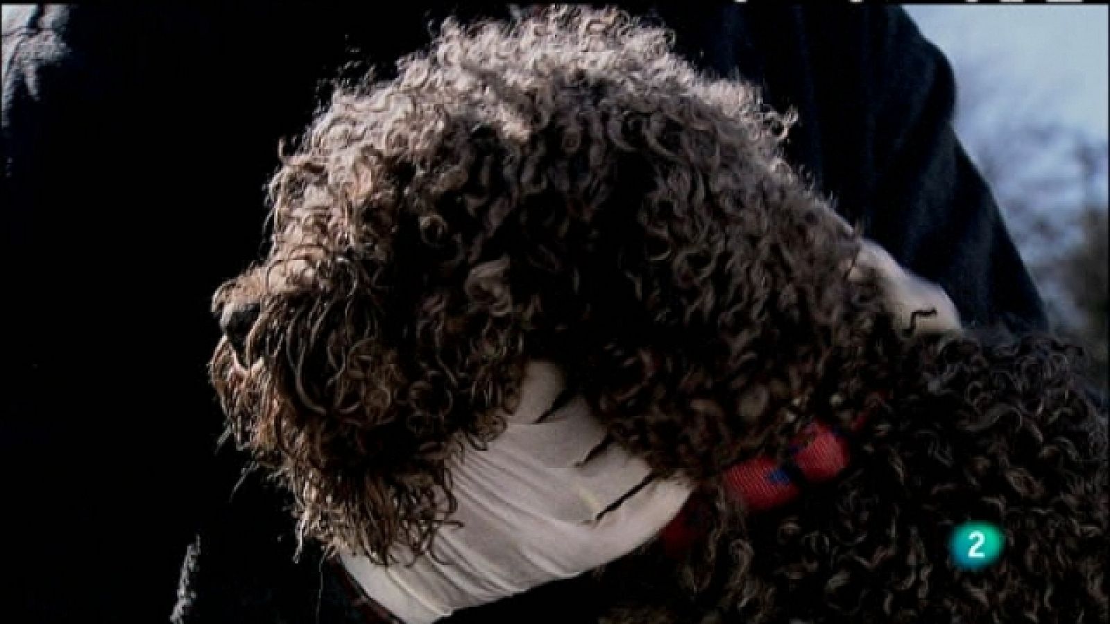 Biodiario - Naturaleza: historia y naturaleza en la provincia de Ciudad Real. Futuro: perros. Contra el veneno de nuestros campos - Ver ahora