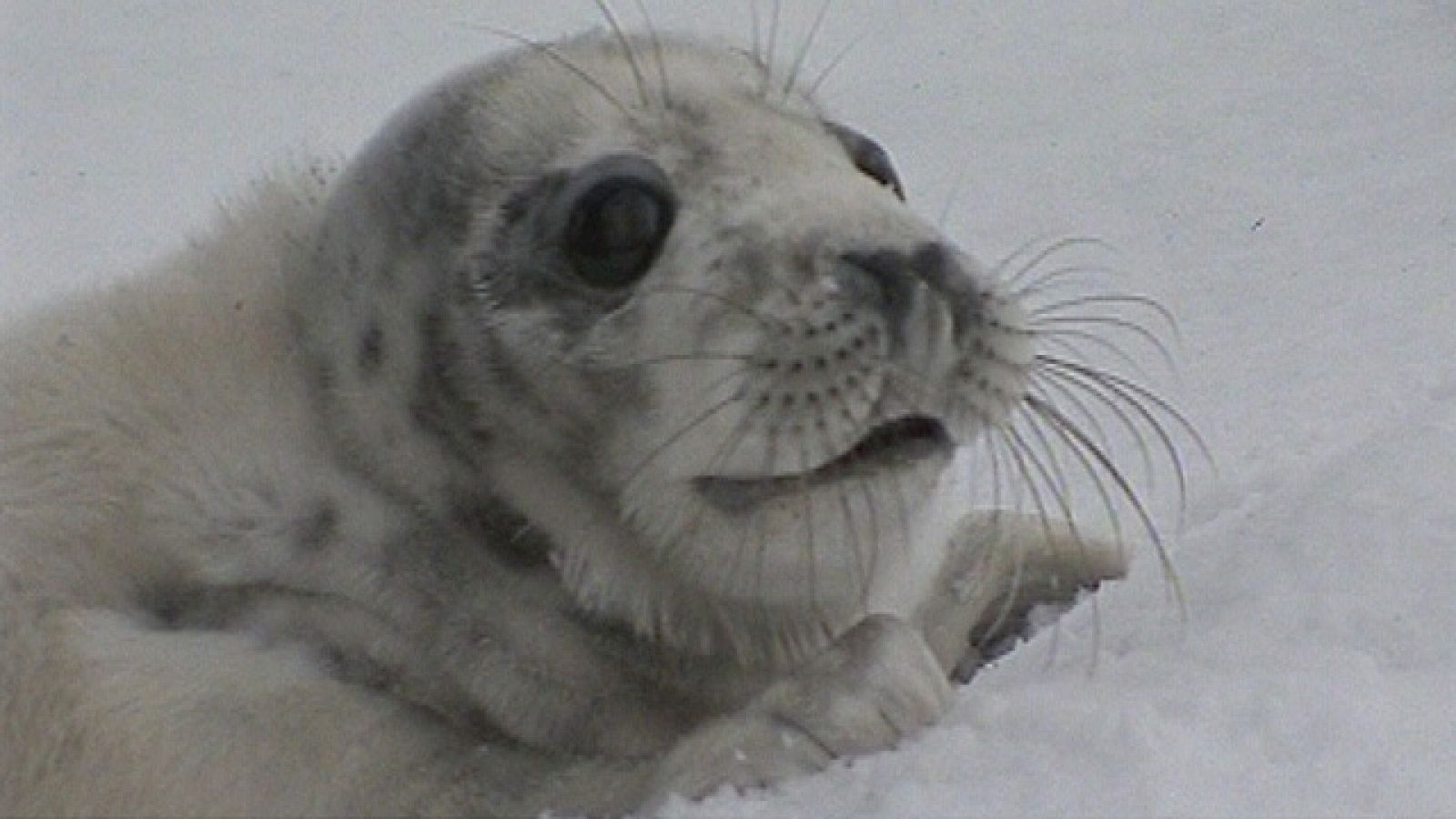 On Off: La foca que perdió el Norte