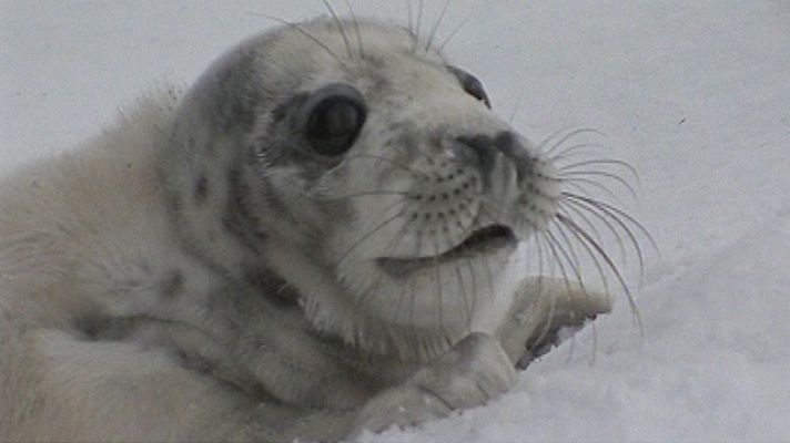 La foca que perdió el Norte