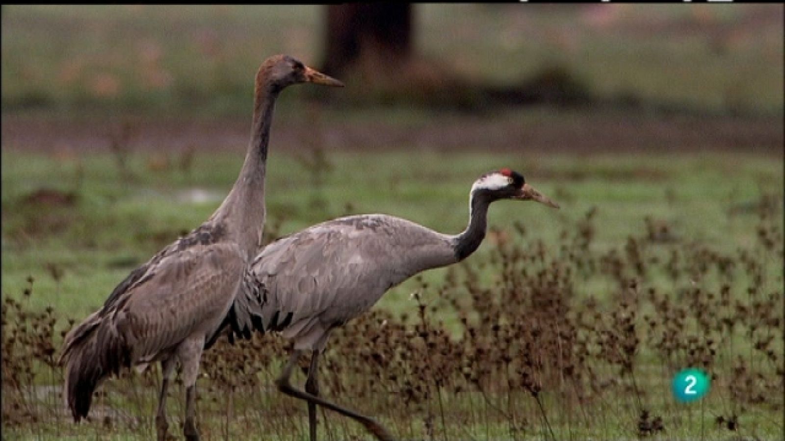 Biodiario - 13/04/11 - Ver ahora