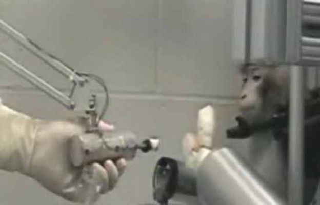 Un mono mueve un brazo biónico